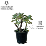 Graptopetalum Paraguayense - Ghost Plant Succulent Live Plant