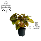 Syngonium Red Plum Plant (Pink veins) - Live Plant
