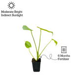 Monstera Deliciosa - Live Plant (Home & Garden)