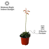 Aloe Tiger Jade - Live Succulent Plant (Home & Garden)