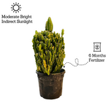 Cereus Fairy Castle Cactus Live Plant in 4 Inch Pot