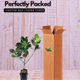 Cambodian Orange Jack Fruit Grafted (Artocarpus heterophyllus) (Home & Garden)