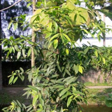 Madan Fruit (Garcinia Schomburgkiana) Fruit Plant (Home & Garden Plants)