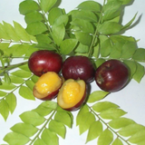 Red Mombin Fruit (Spondias purpurea) Seedling Fruit Plant (Home & Garden Plants)
