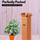 Peepal Tree(Ficus Religiosa)Live Plant (Home & Garden)