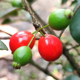 Cedar Bay Cherry Fruit (Eugenia Reinwardtiana) Seedling Fruit Plant (Home & Garden Plants)