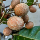 Madhubilata (Stixis Suaveolens) Fruit Plant (Home & Garden Plants)