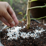 Hug A Plant Eggshell (Muttathodu) Powder Flakes Small Size Chips For Plants