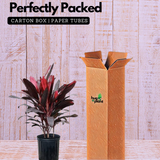 Dracaena Mahatma Plant - Cordyline Terminalis, Dracaena Baby DollLive Plant (Home & Garden)