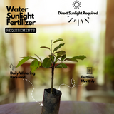 Grafted Nutmeg / Jaathi( Myristica fragrans ) Fruit/Medicinal Live Plant (Home & Garden)