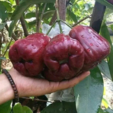 Dalhari Chamba (Syzygium Samarangense) Fruit Plant (Home & Garden Plants)
