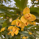 Rumdul Fruit (Sphaerocoryne Affinis) Seedling Fruit Plant (Home & Garden Plants)