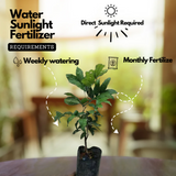 Rambutan E35 Yellow Live Plant (Home & Garden)