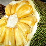 EVIARC The Sweetest Jackfruit Plant Budded Fruit Plant (Home & Garden Plants)