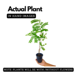 Cassia Javanica / Pink Shower (Avenue Tree) Live Plant (Home & Garden)