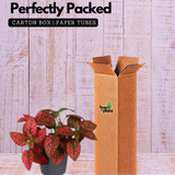 Polka Dot(Hypoestes phyllostachya) Live Plant (Home & Garden)