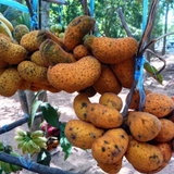 Korn Fruit Plant (Home & Garden Plants)