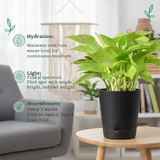 Golden Money Plant, Golden Pothos (Epipremnum Aureum) In Self-watering Pot | Live Indoor Plant for Positive Vibes | Air-Purifying & Decorative Plant for Home and Office (Pot Colour May Vary)