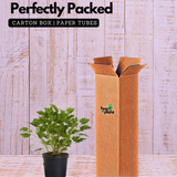 Odomas Plant Citronella plant Live Plant (Home & Garden)