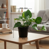 Green Money Plant (Epipremnum aureum) In 4 Inch Pot| Indoor Air Purifying Ornamental Live Plant | Easy to Grow | Ideal for Home, Office & Gifting