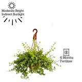 Dischidia Hanging Plant With Pot