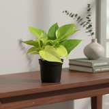 Combo of 2 Live Plants | Money Plant Golden & Philodendron Oxycardium Brasil | Perfect Indoor Ideal for Home, Office & Gifting