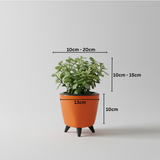 Jade Plant (Crassula ovata) in Lagos 13 cm Pot | Indoor Succulent | Good Luck & Air Purifying Live Plant for Home & Office Décor (Pot Colour May Vary)