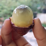 Purple Matoa Fruit (Pometia Pinnata) Seedling Fruit Plant (Home & Garden Plants)