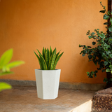 Gem Rotomolded Pots for Home & Garden (Pack of 1)