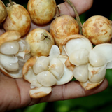 White Rambai (Baccaurea Motleyana) Seedling Fruit Plant (Home & Garden Plants)