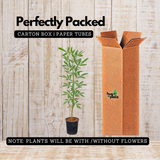 Tabebuia Argentea (Silver Trumpet Tree) Avenue Trees Live Plant (Home & Garden)