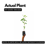 Lagerstroemia speciosa |Pride of India(Avenue Tree) Live Plant (Home & Garden)