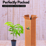 Hirwa Chafa Plant/Hari Champa/Green Champa Live Plant (Home & Garden)