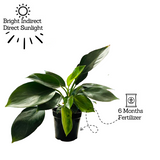 Philodendron Imperial Green - Live Plant (Home & Garden)