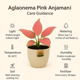 Aglaonema Pink Anjamani Live Plant in Verona 15cm Eco Planter (Cream) | Indoor Air-Purifying Decorative Plant | Low-Maintenance | Ideal for Home & Office Décor