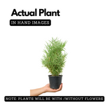 White Bamboo ( Bambusa chungii) Live Plant (Home & Garden)