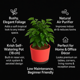 China Baby Doll Plant (Radermachera sinica) – Live Indoor Air-Purifying Plant in 18 cm Krish Self-Watering Pot | Low-Maintenance, Ornamental Houseplant for Home & Garden (Pot Colour Mary Depending On Availability)