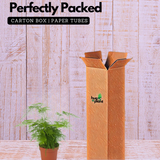 Asparagus Plumosus Live Plant (Home & Garden)