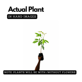 Tabebuia rosea|Tabebuia rosea(Avenue Tree) Live Plant (Home & Garden)