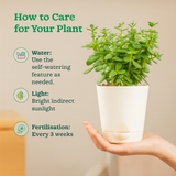 Jade Plant (Crassula Ovata) Good Luck Live Succulent | Low Maintenance Plant for Office Desk & Home Décor | Natural Air Purifier in Stylish Self-Watering Pot (Pot Colour May Vary)