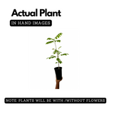 Spathodea |Spathodea campanulata (Avenue Tree)Live Plant (Home & Garden)