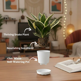 Sansevieria Golden Hahnii (Snake Plant) In 4 Inch Self-watering Pot | Indoor Air-Purifying | Compact & Low-Maintenance | Ideal for Home & Office Décor (Pot Colour May Vary On Availability)