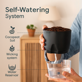 Areca Palm Live Indoor Air Purifier Plant in 6 Inch Self Watering Pot | Perfect for Home & Office Décor (Pot Colour May Vary Depending On Availability)