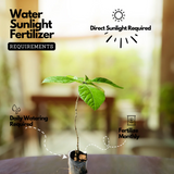 Nilamboor Teak Wood Plant / Sagwan (Tectona grandis) Ornamental Live Plant (Home & Garden)