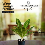 Aglaonema Butterfly (Aglaonema commutatum) Live Plant (Home & Garden)