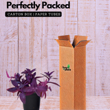 Setcreasea Purpurea(Purple Heart) Live Plant (Home & Garden)