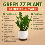 Green ZZ Plant (Zamioculcas zamiifolia) in Krish 18cm (7 Inch) Self-watering Pot | Indoor Air-Purifying | Low-Maintenance | Ideal for Home & Office Décor (Pot colour may vary on availability)