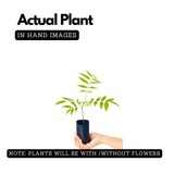 Soapnut / Ritha / Tree( Avenue Trees)Live Plant (Home & Garden)