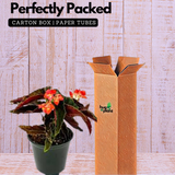 Begonia Pink Long - Angel Wing Begonia Torch Red Live Plant (Home & Garden)