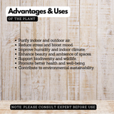 White Ginger Lily / Kalyana Sougandhikam (Hedychium coronarium) Live Plant (Home & Garden)